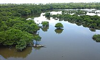 Freshwater swamp forest in Bangladesh