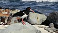 Chatham oystercatcher