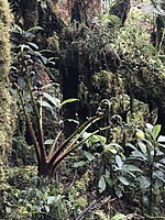 A tropical rainforest in Papua New Guinea