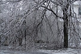 A tree covered in ice