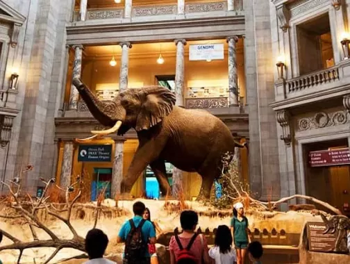 Smithsonian Museums - Smithsonian National Museum of Natural History - Washington, DC