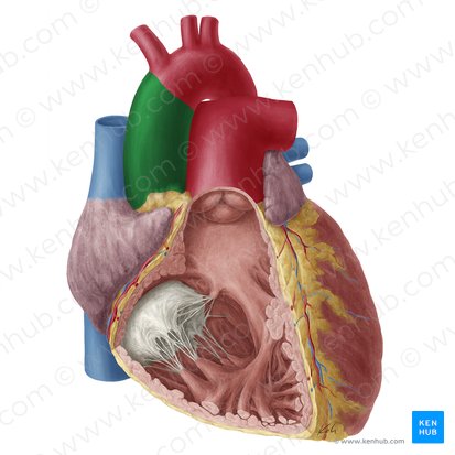 Ascending aorta (Aorta ascendens); Image: Yousun Koh