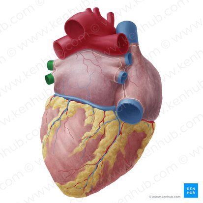 Left pulmonary veins (Venae pulmonales sinistrae); Image: Yousun Koh