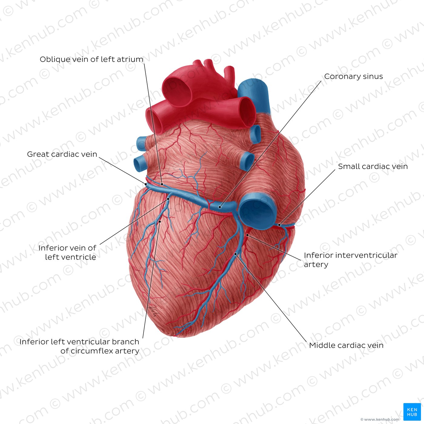 Coronary circulation posterior view (diagram)