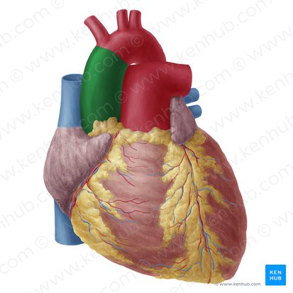 Ascending aorta (Aorta ascendens); Image: Yousun Koh