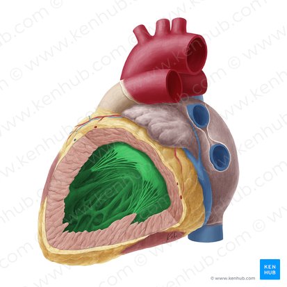 Left ventricle of heart (Ventriculus sinister cordis); Image: Yousun Koh