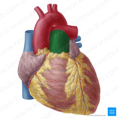 Pulmonary trunk (Truncus pulmonalis); Image: Yousun Koh