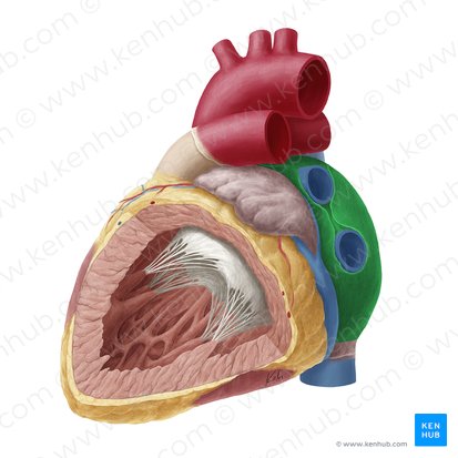 Left atrium of heart (Atrium sinistrum cordis); Image: Yousun Koh