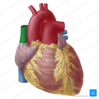 Superior vena cava (Vena cava superior); Image: Yousun Koh