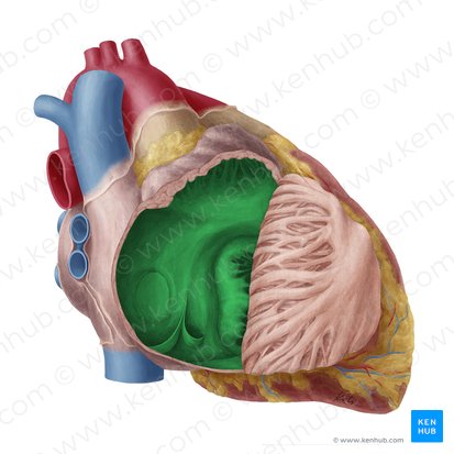 Right atrium of heart (Atrium dextrum cordis); Image: Yousun Koh