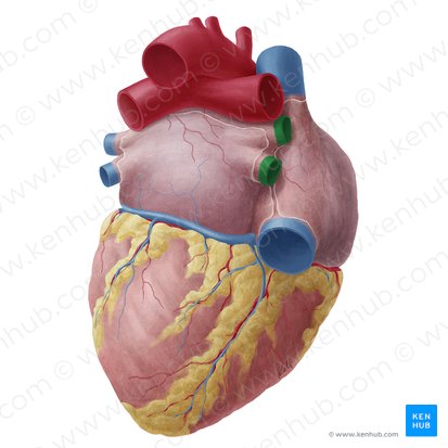 Right pulmonary veins (Venae pulmonales dextrae); Image: Yousun Koh