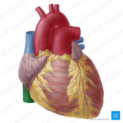 Inferior vena cava (Vena cava inferior); Image: Yousun Koh