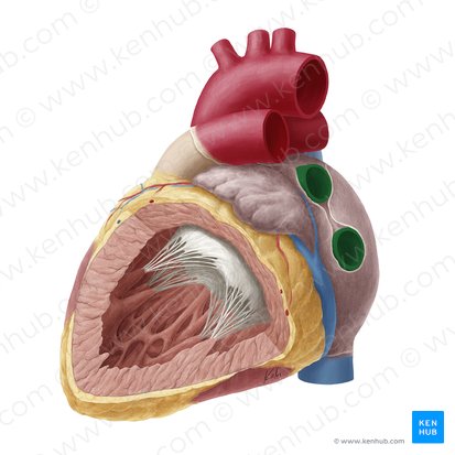 Left pulmonary veins (Venae pulmonales sinistrae); Image: Yousun Koh