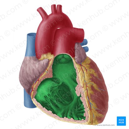 Right ventricle of heart (Ventriculus dexter cordis); Image: Yousun Koh