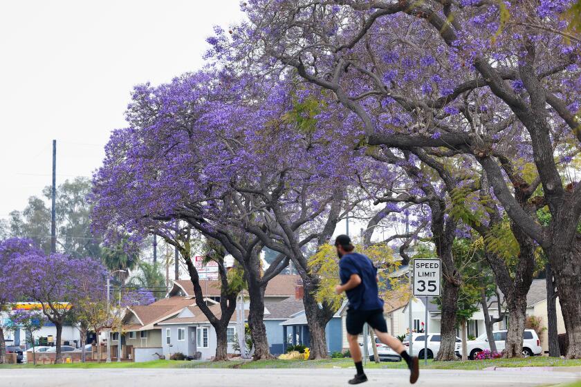 LONG BEACH-CA-MAY 28, 2024: Jacarandas in bloom in Long Beach on May 28, 2024. (Christina House / Los Angeles Times)