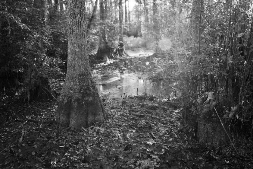 SOUTHAMPTON COUNTY, VIRGINIA: A view of Cabin Pond, the area where slave Nat Turner received a vision to rebel, where he plotted the rebellion during the summer of 1831, and where he hid after its failure, as seen in 2010 outside of Cross Keys, Virginia. No historical marker designates this place as a site of national importance. (Photo by Andrew Lichtenstein/Corbis via Getty Images)