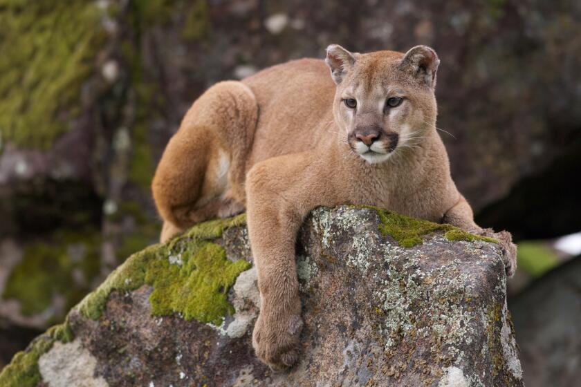 Mountain lion on moss covered rocks during spring time.