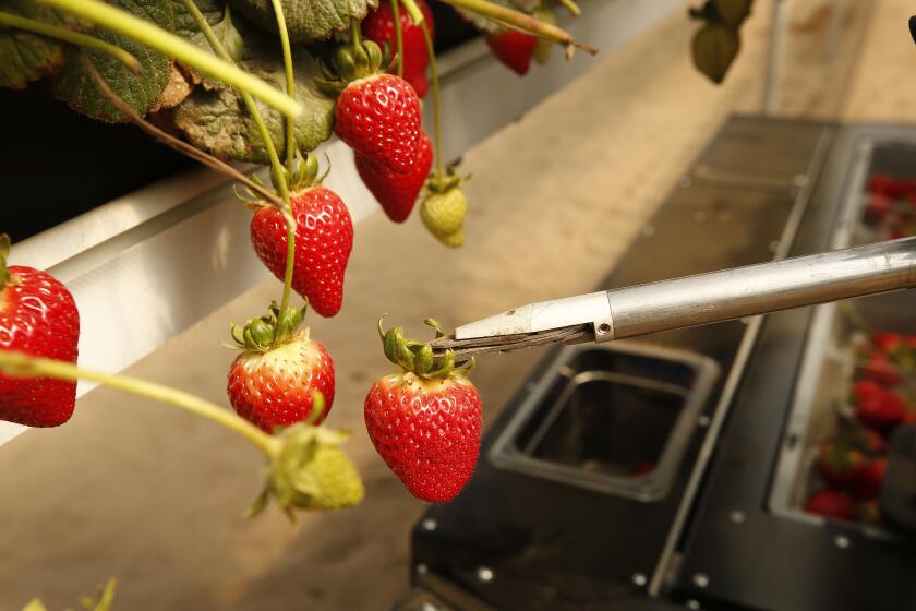 Santa Maria, CA - May 09: at New Wave Berry Farm on Monday, May 9, 2022 in Santa Maria, CA. A Tortuga AgTech robot collects strawberries grown in the hydroponic tabletop line of a newly-constructed high tunnel facility in Santa Maria, California. The robots which may make major inroads into the California agriculture industry are working at New Wave Berry, LLC farm which is a joint venture between Red Dog Management, a long-standing strawberry growing company in California, Oppenheimer (Oppy), a division of Dole, and Farmer's Gate, a private equity investor. (Al Seib / for the Los Angeles Times)