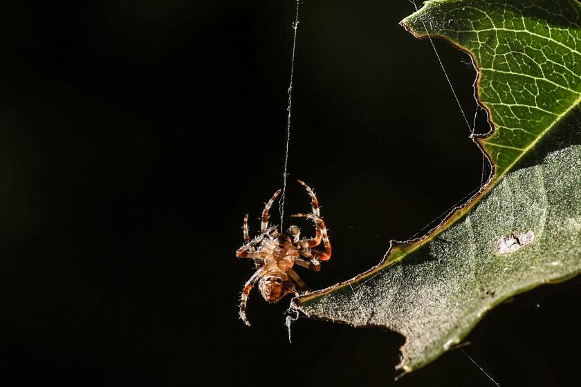 Pasadena, CA - August 05: A Barn spider is seen along a trail in the Arroyo Seco on Monday, Aug. 5, 2024 in Pasadena, CA. (Dania Maxwell / Los Angeles Times)