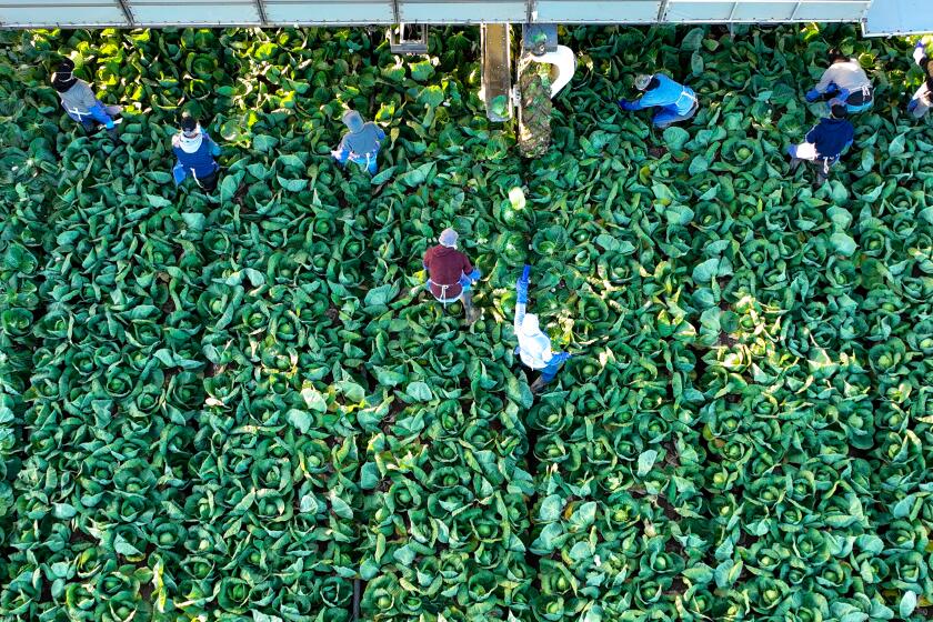 Holtville, CA, Tuesday, November 29, 2022 - Vessey Farms Green Cabbage is harvested. (Robert Gauthier/Los Angeles Times)