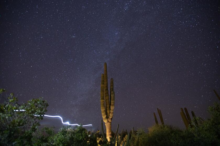 BAHIA DE CONCEPCION, BAJA CALIFORNIA SUR - JANUARY 10: A flashlight streaks along the photo frame during a long exposure as the Milky Way provides a backdrop to a tall cordon cactus on the Baja peninsula on Tuesday, Jan. 10, 2023 in Baja California Sur. (Brian van der Brug / Los Angeles Times)