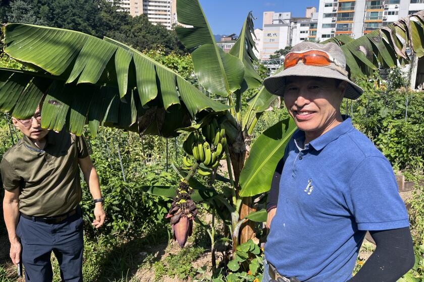 Seoul, South Korea-July 30-2024-Oh Young-rock shows the bananas growing in Seoul, South Korea. In South Korea, a country the size of Indiana, rising temperatures are pushing the production of fruits like apples and clementines northward as well as boosting the commercial cultivation of tropical fruits. (Max Kim / Los Angeles Times)