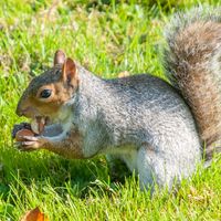 Gray squirrel holding acorns sitting on hind legs in bright sunlight in a grassy field in autumn, Brighton, East Sussex, Uk, Europe.