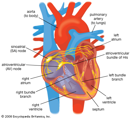 electrical conduction in the heart