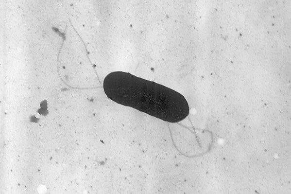 FILE - This 2002 electron microscope image made available by the Centers for Disease Control and Prevention shows a Listeria monocytogenes bacterium. Health officials have announced a recall of liverwurst and deli meat products, Friday, July 26, 2024, in connection with a national listeria outbreak that has sickened nearly three dozen people in 13 states. (Elizabeth White/CDC via AP, File)