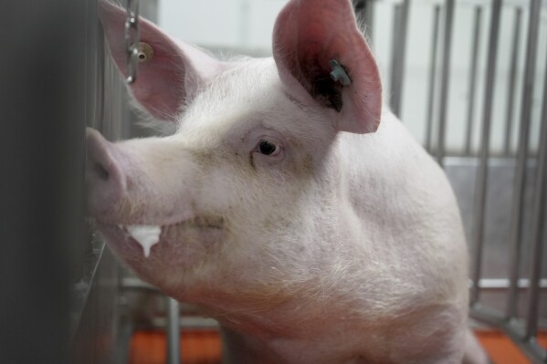 A pig stands in a pen at the Revivicor research farm near Blacksburg, Va., on May 29, 2024, where organs are retrieved for animal-to-human transplant experiments. (AP Photo/Shelby Lum)