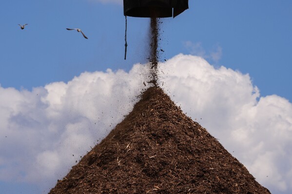 FILE - Birds fly past a pile of wood used to make pellets during a tour of a Drax facility in Gloster, Miss., Monday, May 20, 2024. British energy giant Drax Global, already under scrutiny for running afoul of environmental laws in multiple states, including Mississippi, recently disclosed that its Louisiana wood pellet production facilities emit hazardous air pollutants above their permitted limits. (AP Photo/Gerald Herbert, File)