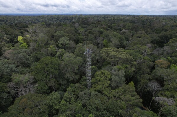 FILE - Workers stand atop a tower that will spray carbon dioxide into the rainforest north of Manaus, Brazil, May 23, 2023. (AP Photo/Fernando Crispim, File)