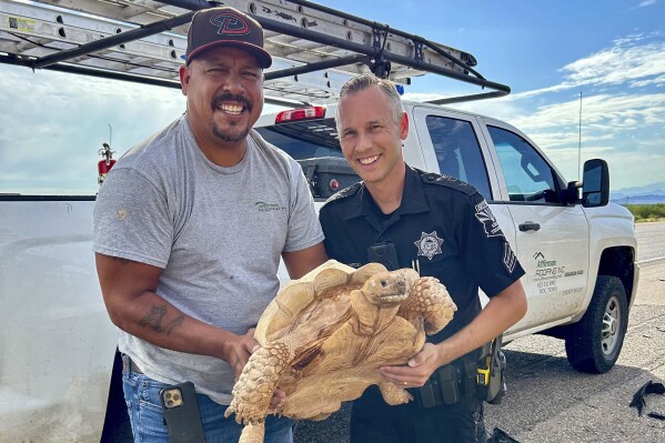 An unidentified driver and Arizona Department of Public Safety Sgt. Steven Sekrecki hold a rescued a sulcata tortoise that was attempting to cross Interstate 10 near Picacho, Ariz., on July 30, 2024. The motorist and Sekrecki managed to get the tortoise off the roadway unharmed. (Arizona Department of Public Safety via AP)