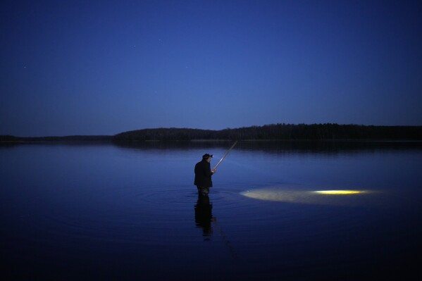 Mark Ojibway wades in shallow water looking for walleye during the spring spearfishing season at the Chippewa Flowage on the Lac Courte Oreilles Reservation, Sunday, April 14, 2024, near Hayward, Wis. Walleye numbers in some lakes are dwindling due to warming waters, increasingly variable seasonal changes and lakeshore development. Losing the species would mean losing a food source for Ojibwe and other Indigenous people, a sovereign right to fish and a deep connection to tradition and nature. (AP Photo/John Locher)