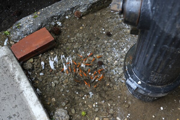 Fish swim in a pool of water next to a fire hydrant in the Brooklyn borough of New York, Friday, Aug. 9, 2024. (AP Photo/Pamela Smith)