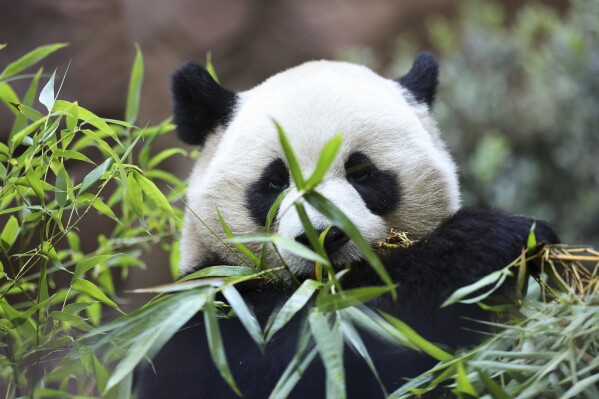 Yun Chuan the male Panda eats bamboo in its enclosure at the San Diego Zoo prior to the opening of the new exhibit Panda Ridge, Thursday, Aug. 8, 2024, in San Diego. (AP Photo/Derrick Tuskan)