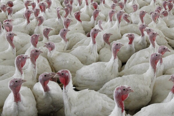 FILE - Turkeys gather together at a farm in Lebanon, Pa., on April 11, 2012. (AP Photo/Matt Rourke, File)