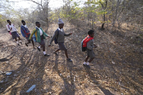 Esther Bote, 14, walks to school with her friends in a bushy area on the periphery of the Save Valley Conservancy in Zimbabwe, Tuesday, July 9, 2024. The conservancy and the country's parks agency have been running a program for school-age children on how to recognize danger signs and how to coexist with wildlife. (AP Photo/Tsvangirayi Mukwazhi)