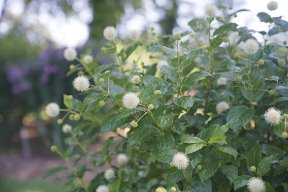 This undated image provided by Proven Winners ColorChoice shows a dwarf Cephalanthus occidentalis "Sugar Shack" button bush in bloom. (Timothy D. Wood/Proven Winners ColorChoice via AP)