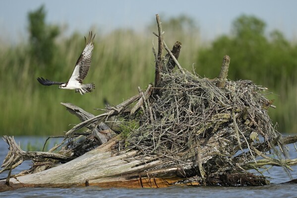 An osprey takes off in the lower Mobile–Tensaw Delta, Tuesday, June 4, 2024, near Mobile, Ala. (AP Photo/Mike Stewart)