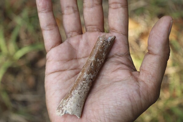 This photo provided by Yousuke Kaifu shows an arm bone fragment excavated on the Indonesia island of Flores. New research suggests ancestors of an early human species nicknamed “hobbits” were even shorter. (Yousuke Kaifu via AP)