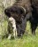 A rare white buffalo calf, reportedly born in Yellowstone National Park's Lamar Valley, is shown on June 4, 2024, in Wyo. The birth fulfills a Lakota prophecy that portends better times, according to members of the American Indian tribe who cautioned that it’s also a warning more must be done to protect the earth and its animals. (Erin Braaten/Dancing Aspens Photography via AP)