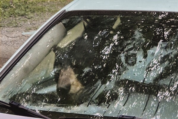 A bear that broke into a car in Winsted, CT, is visible through the vehicle's front window in this July 15, 2024, photo. It turned out to be the first of three episodes involving bears in Connecticut over six days that were publicly reported by the state Department of Energy and Environmental Protection — another sign of the increasing black bear population in the state. (AP Photo)