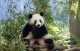 Female panda Meng Meng, who is pregnant with twins, sits in her enclosure at the Berlin Zoo, Tuesday, Aug. 13, 2024. (Sebastian Gollnow/dpa via AP)