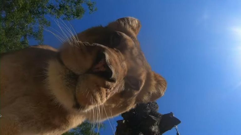 Hidden Camera Doesn't Stay Hidden for Long in Zoo Lion Enclosure
