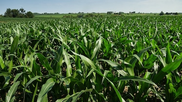 iowa cornfield