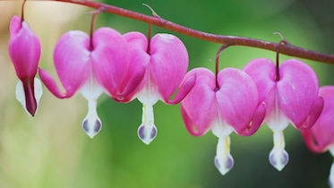 a cluster of bleeding heart flowers