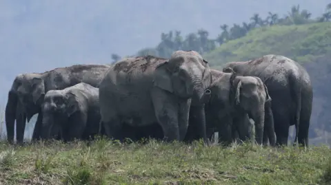 A herd of wild Asian elephants in Thakurkuchi village, on the outskirts of Guwahati, India, on 1 April 2024. 