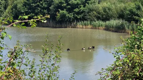 Four ducks can be seen on the water - which is brown in colour - with trees and hedges surrounding the bank