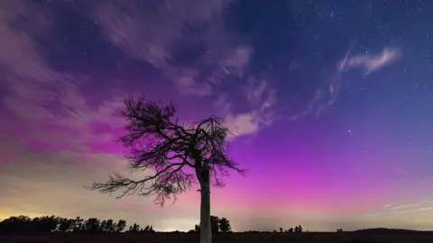 The silhouette of a tree against a purple starry sky with a couple of white streaks shooting across it.